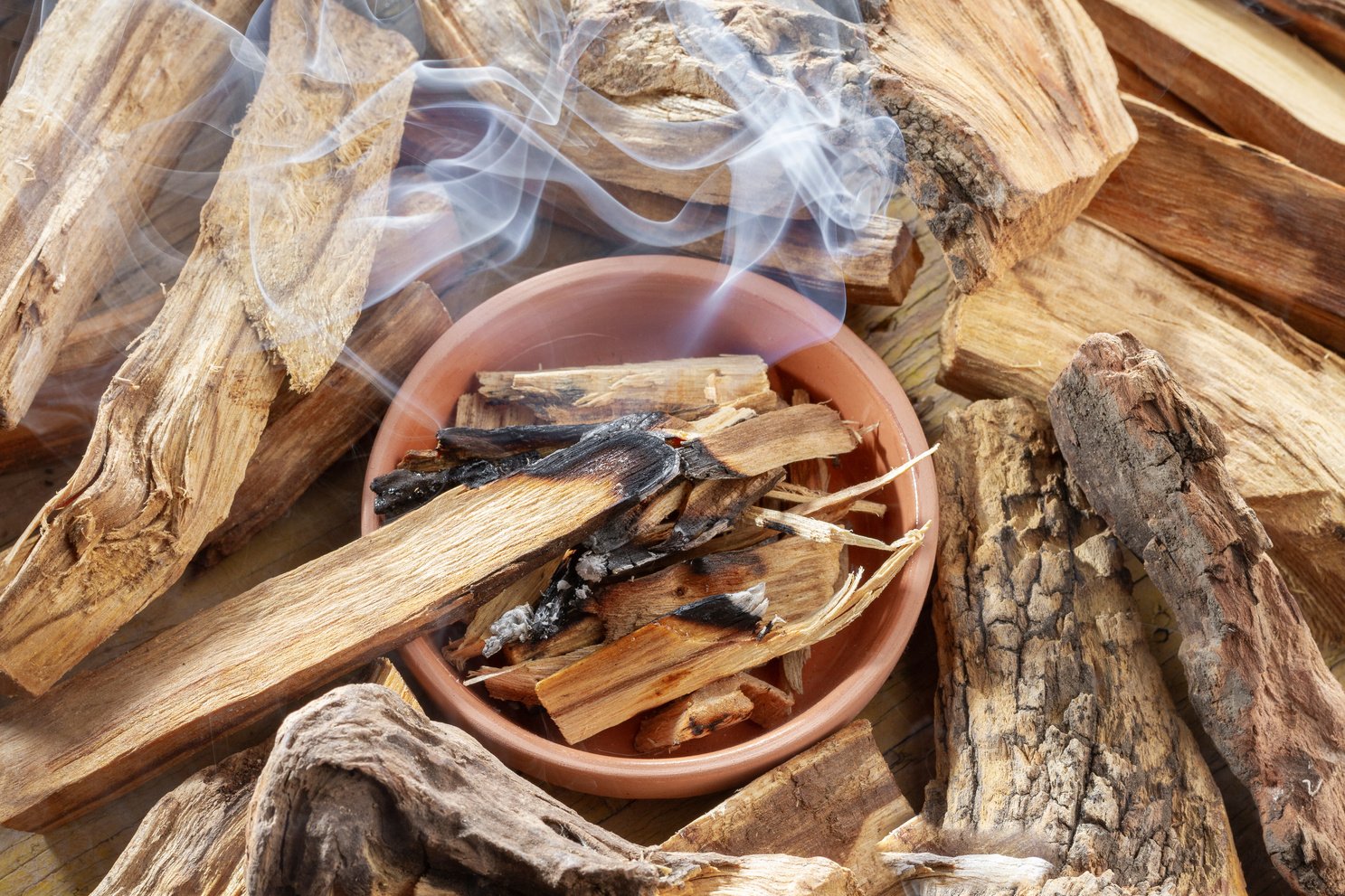 Sacred wood 'palo santo' - Bursera graveolens