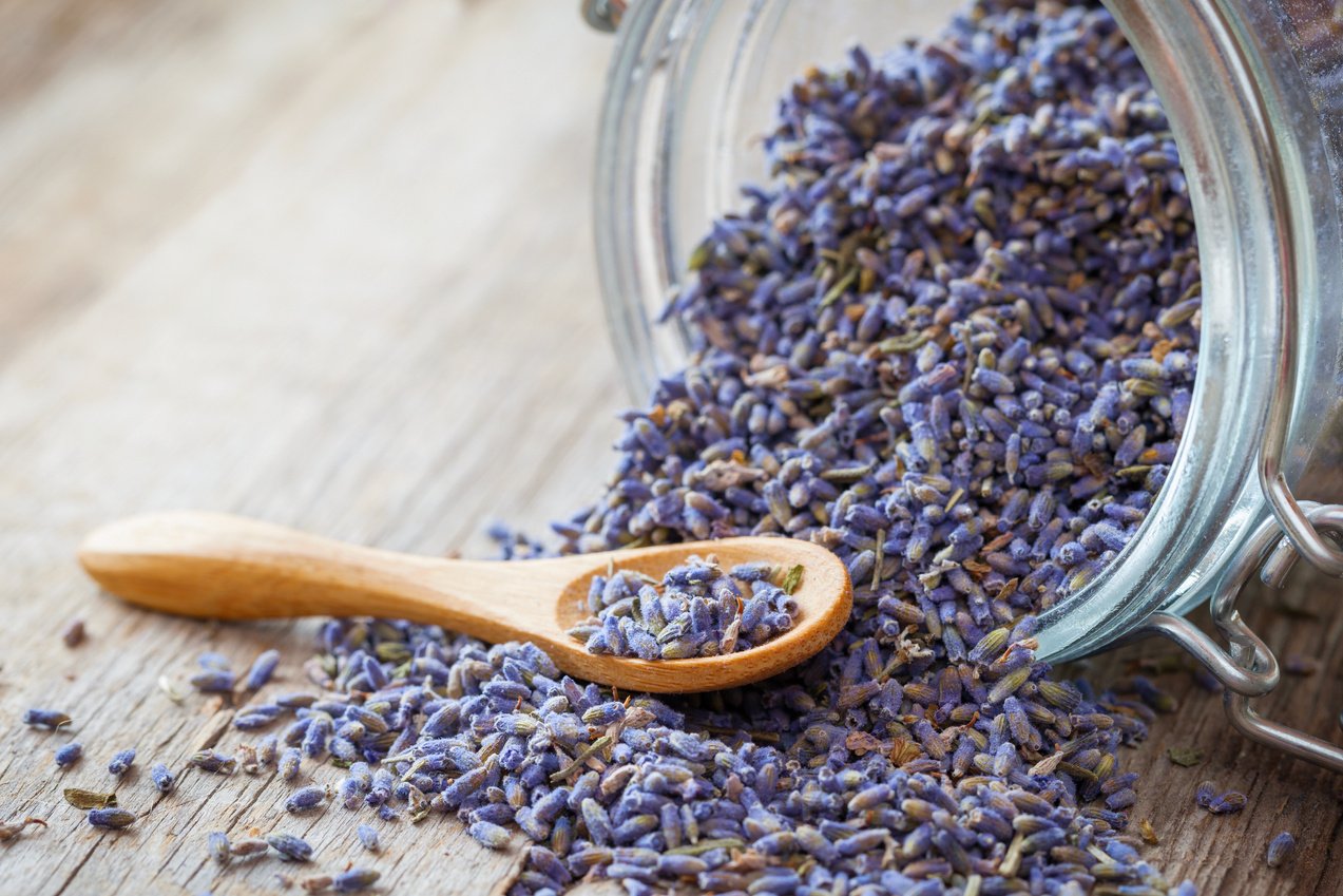 Dry lavender tea closeup.